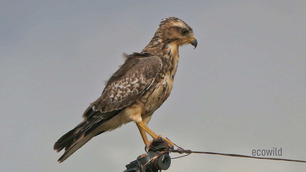 White-eyed Buzzard - ML624089687