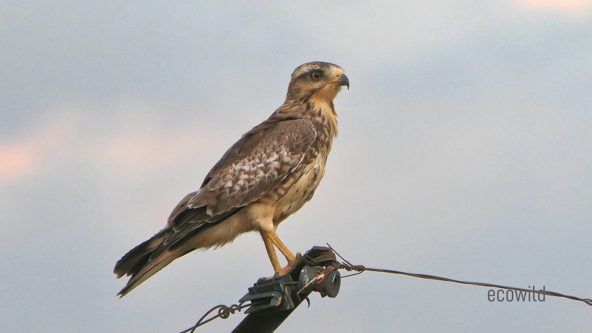 White-eyed Buzzard - ML624089688