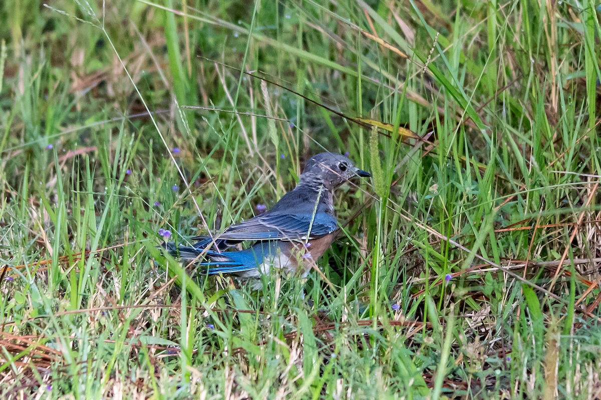 Eastern Bluebird - ML624089707