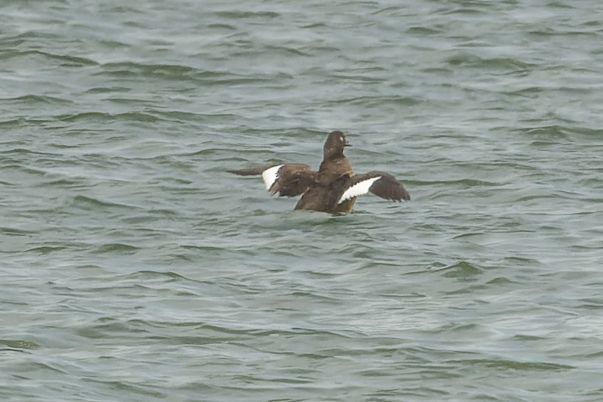 White-winged Scoter - ML624089719