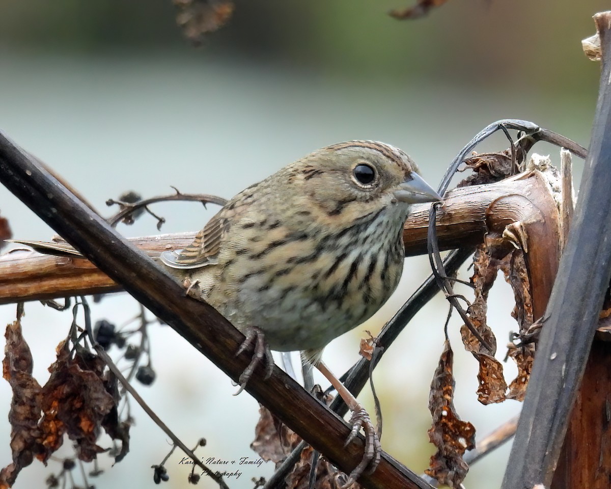 Lincoln's Sparrow - ML624089741