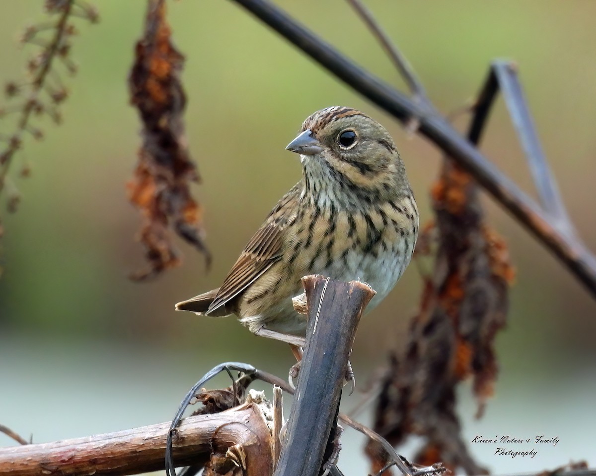 Lincoln's Sparrow - ML624089742