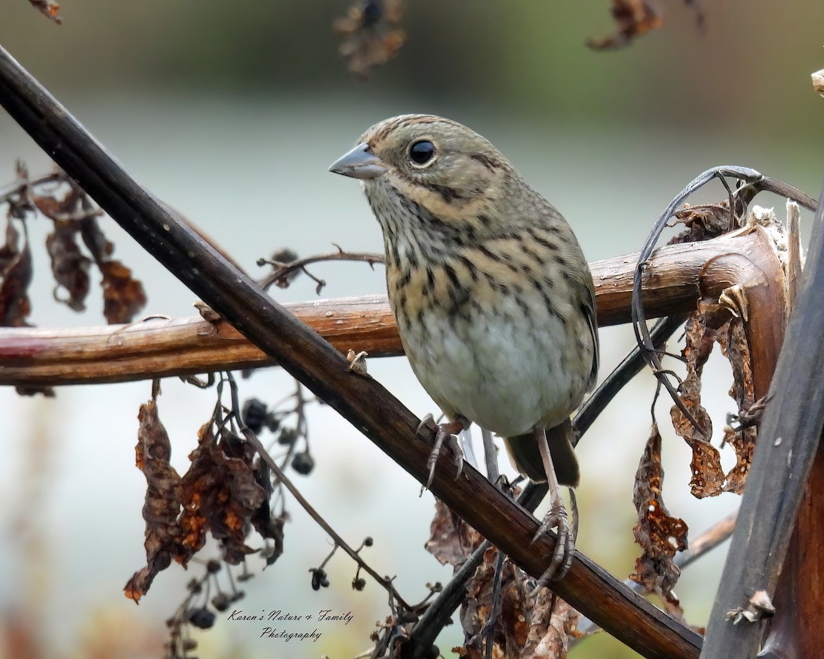 Lincoln's Sparrow - ML624089743