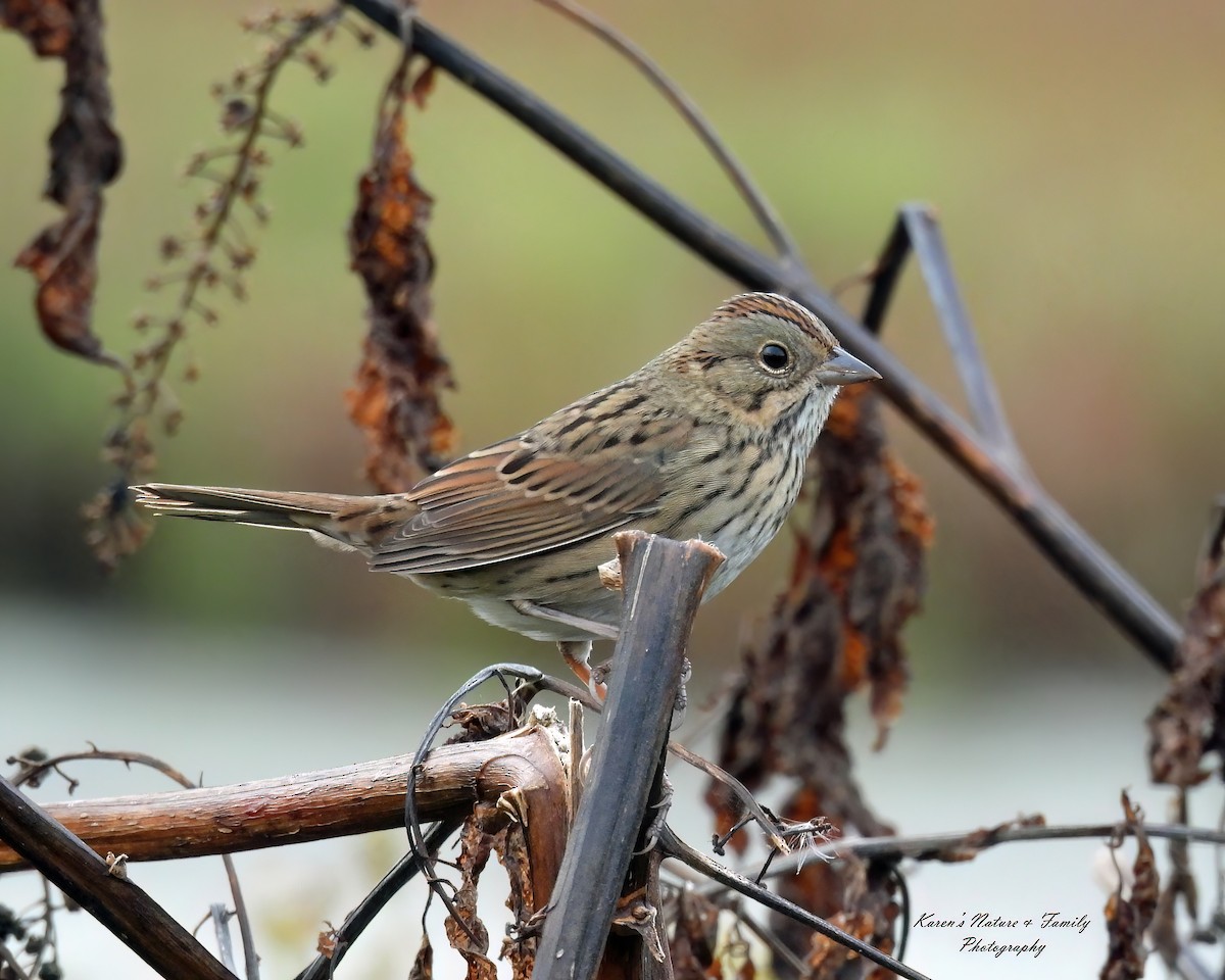 Lincoln's Sparrow - ML624089744