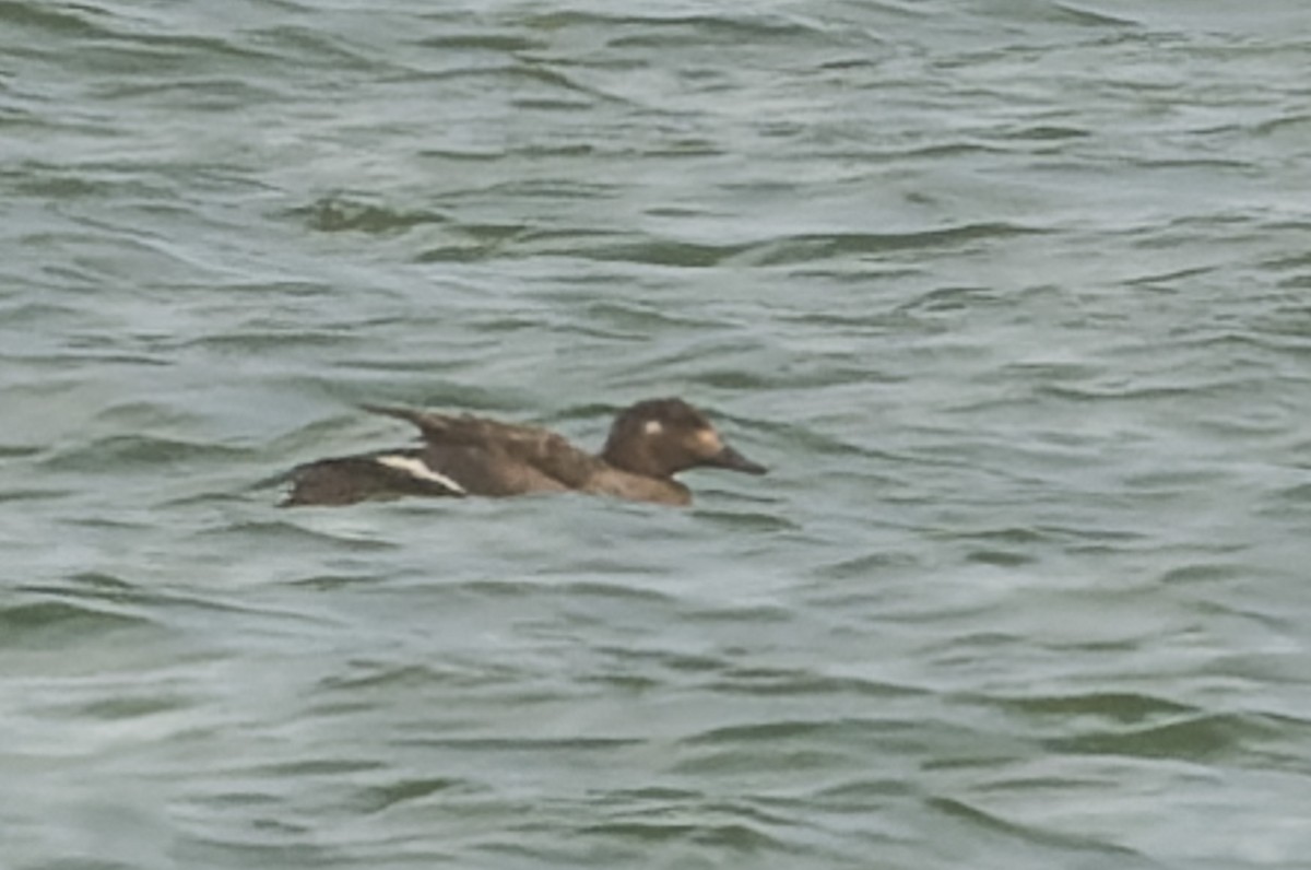 White-winged Scoter - patrick horan