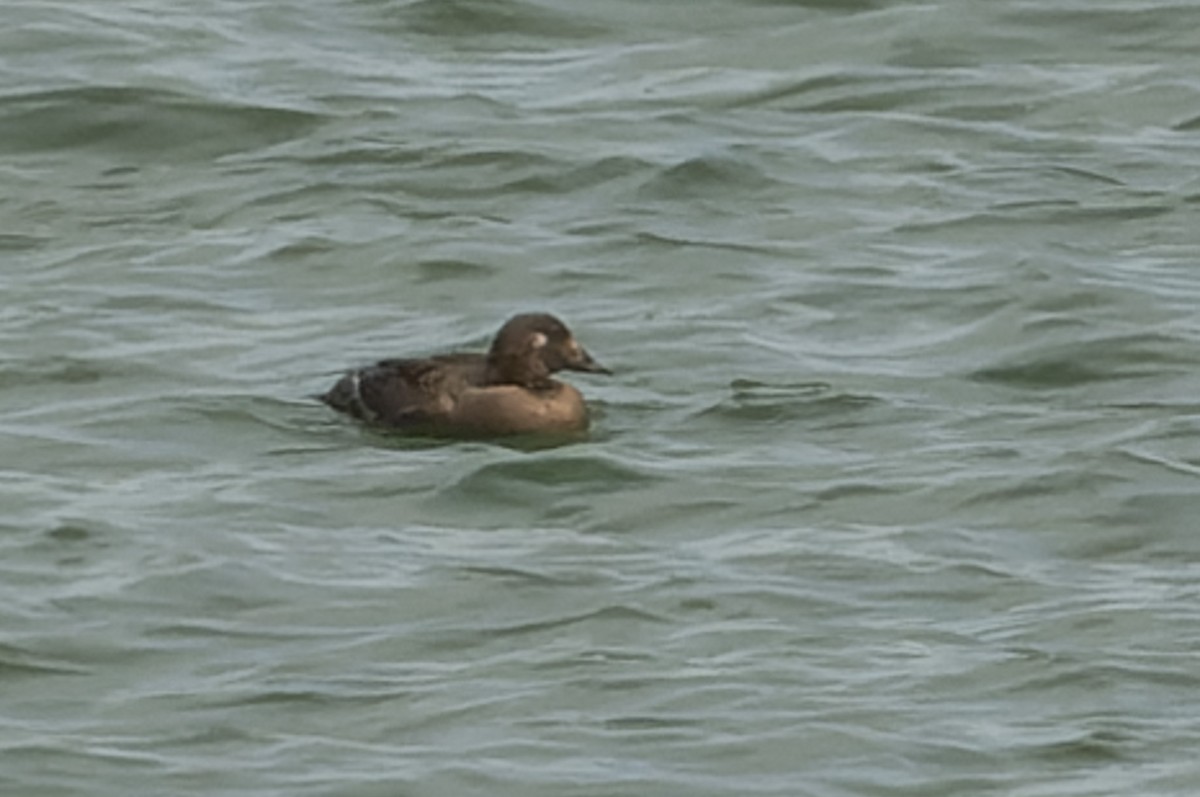 White-winged Scoter - ML624089757