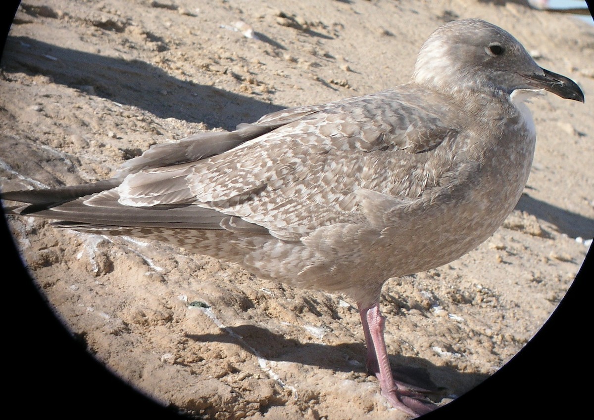 Iceland Gull (Thayer's) - ML624089761