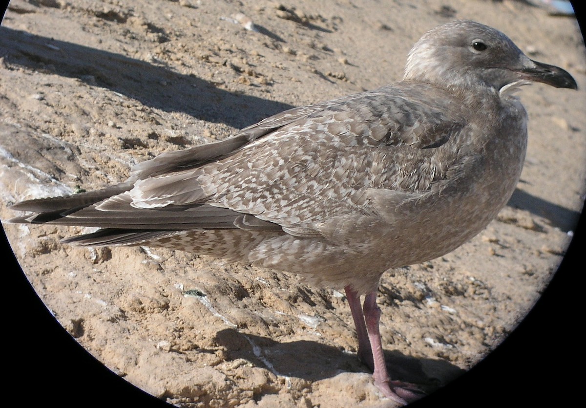 Iceland Gull (Thayer's) - ML624089762