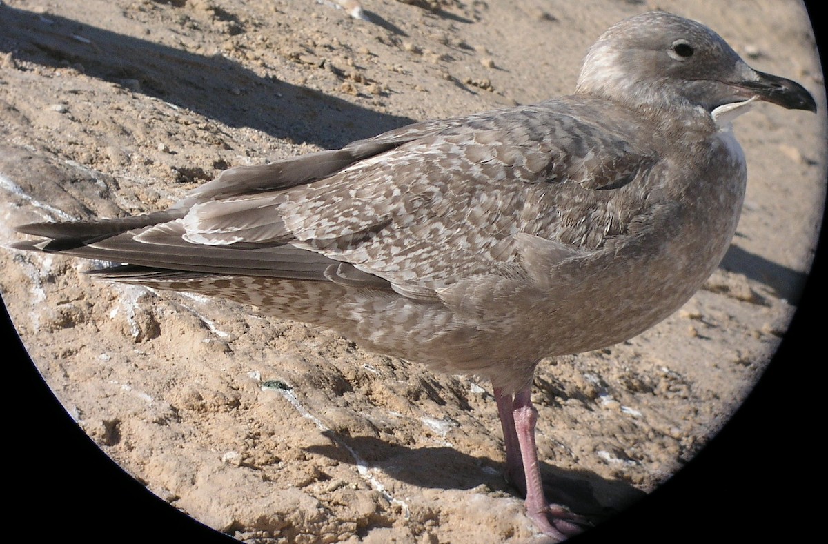 Iceland Gull (Thayer's) - ML624089763