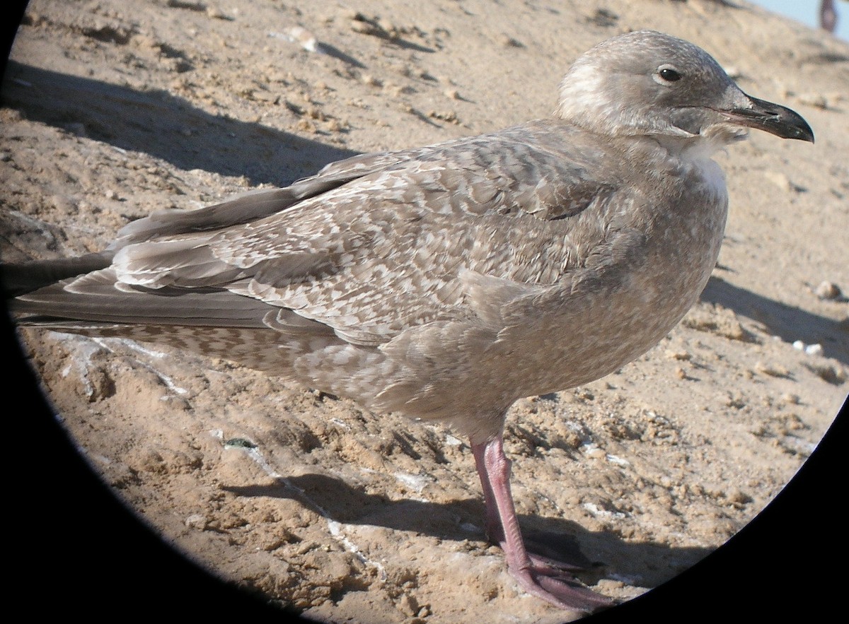 Iceland Gull (Thayer's) - ML624089764