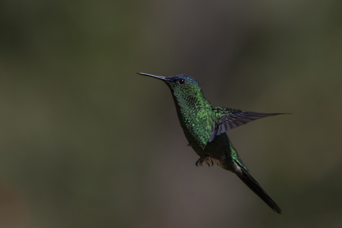 Violet-capped Woodnymph - Gustavo Silva