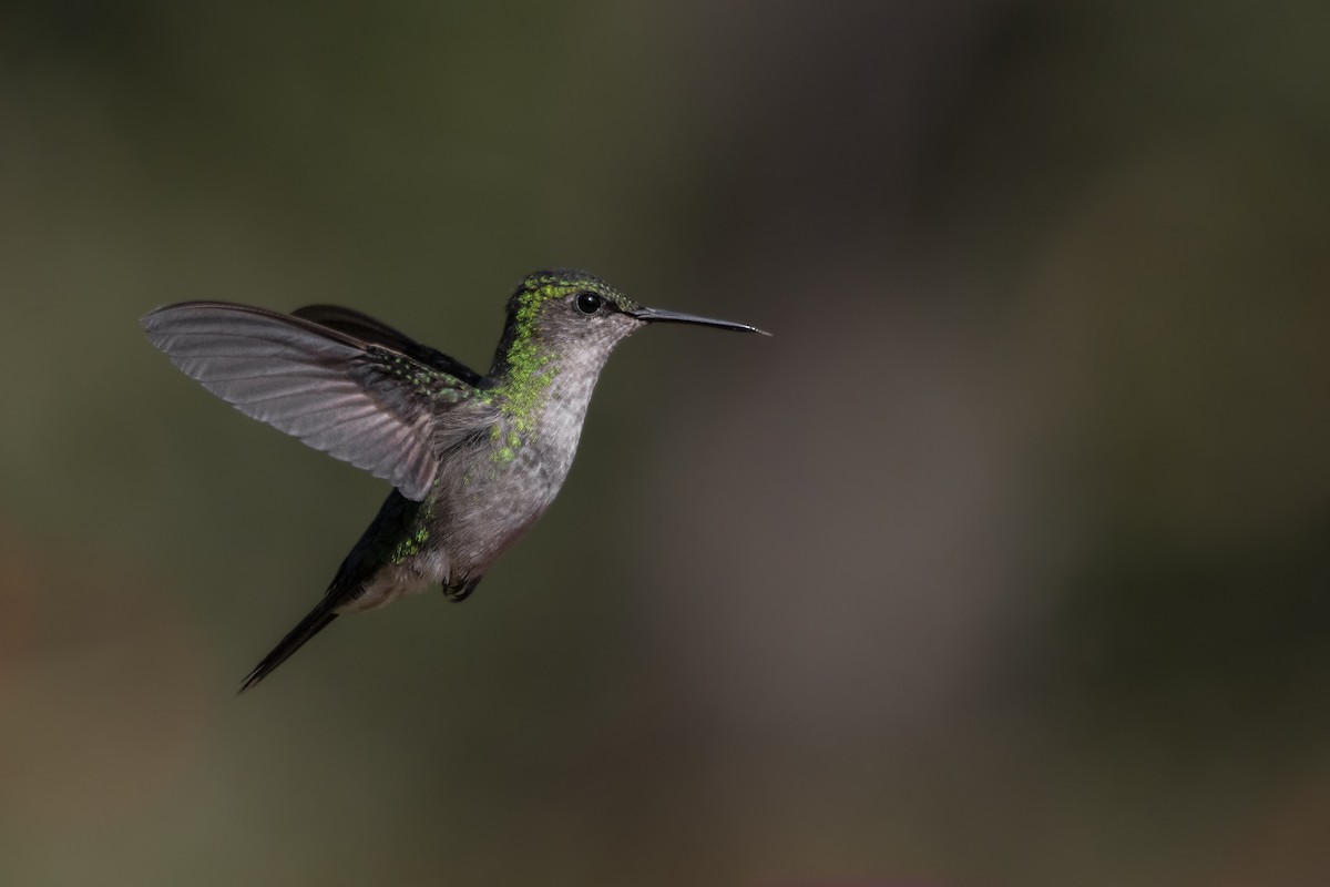 Violet-capped Woodnymph - ML624089773