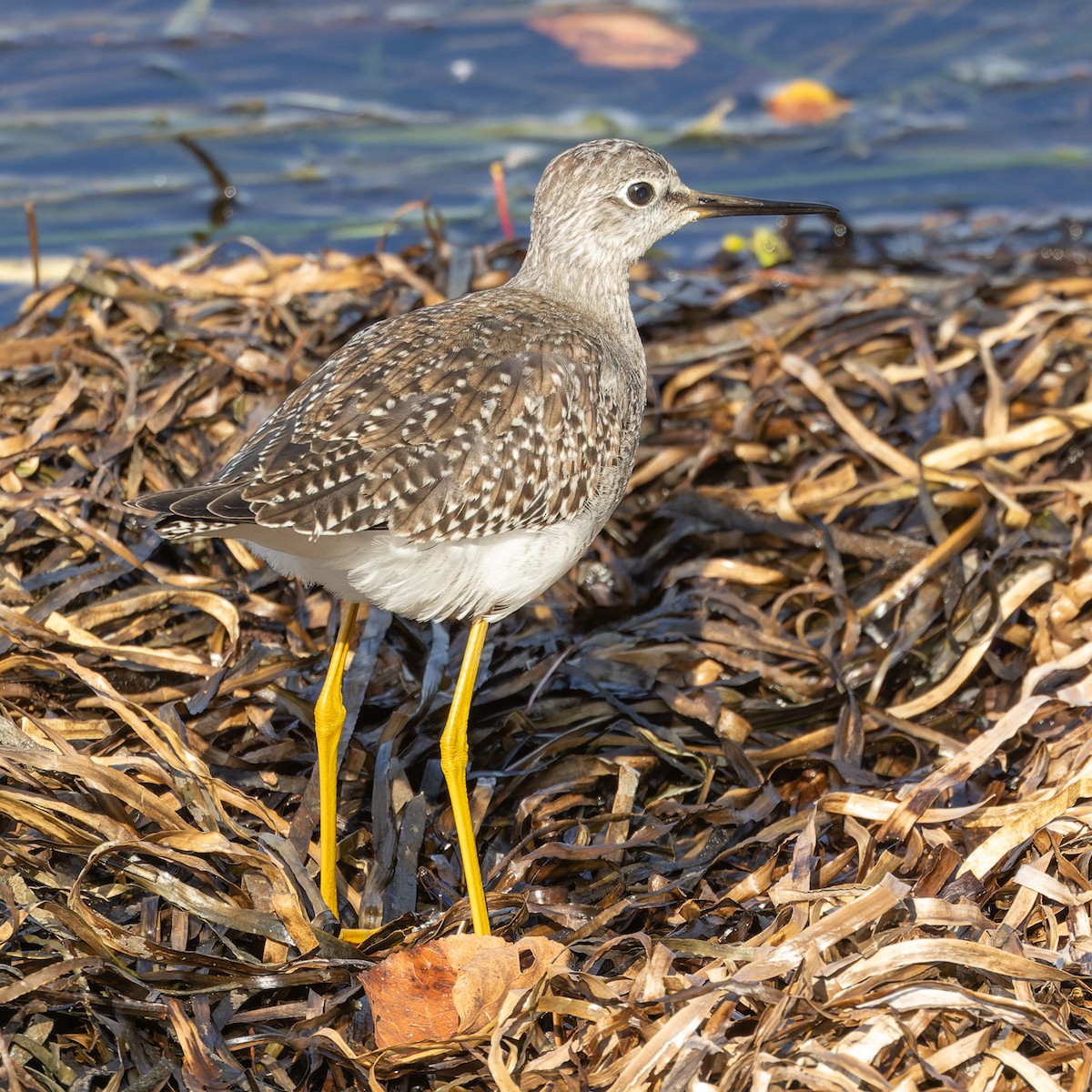 Greater Yellowlegs - ML624089784