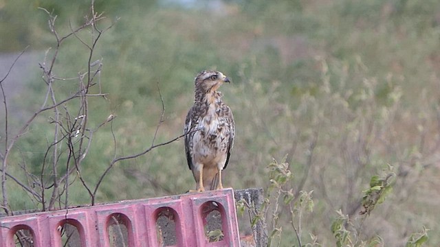 White-eyed Buzzard - ML624089790