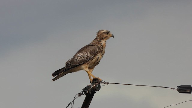 White-eyed Buzzard - ML624089801