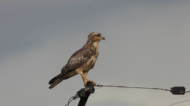 White-eyed Buzzard - ML624089803