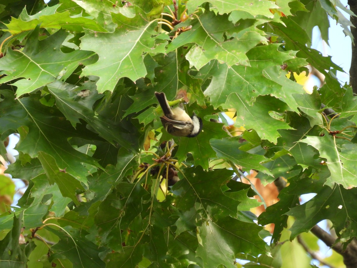 Carolina/Black-capped Chickadee - ML624089809