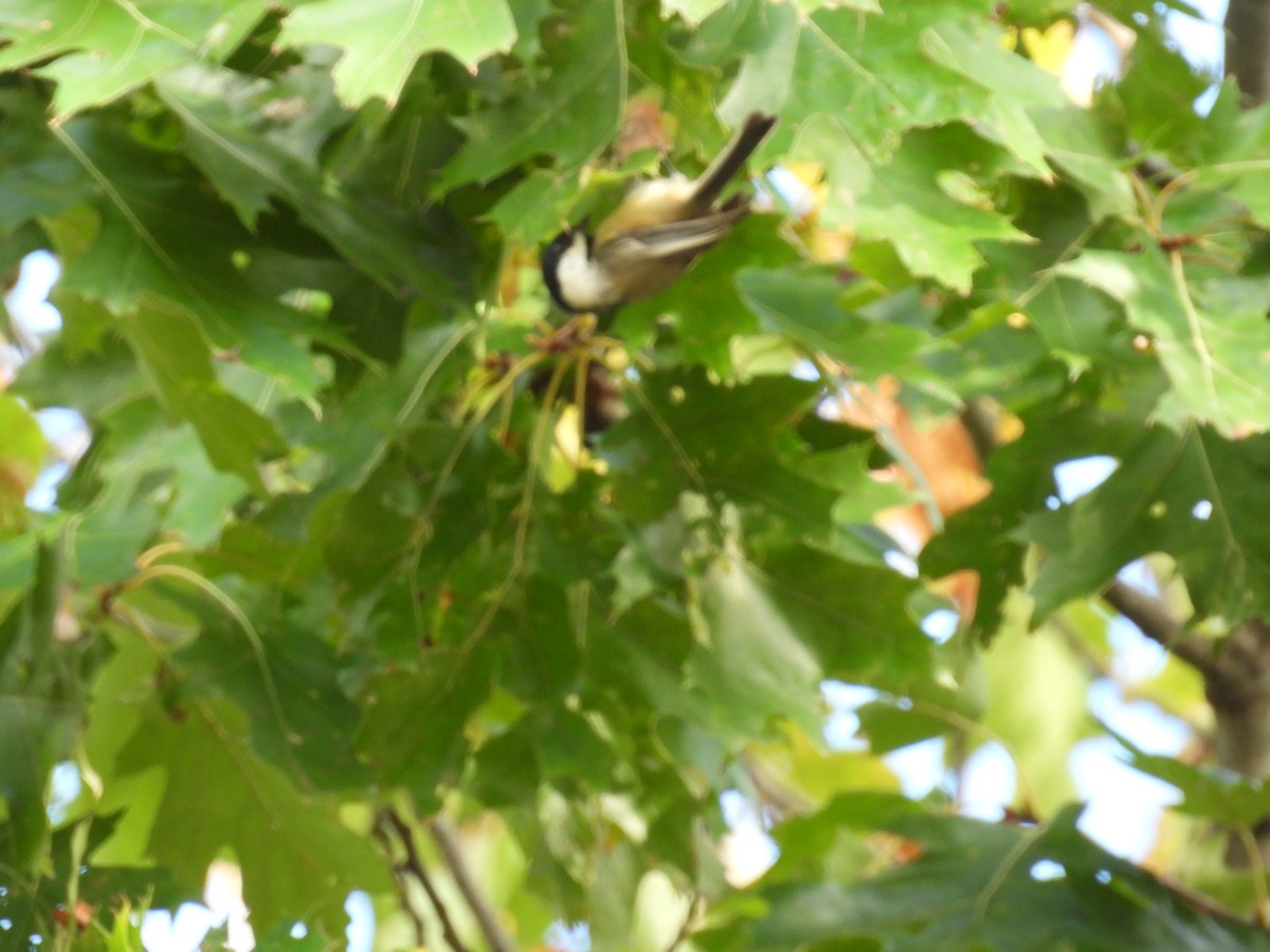 Carolina/Black-capped Chickadee - ML624089810