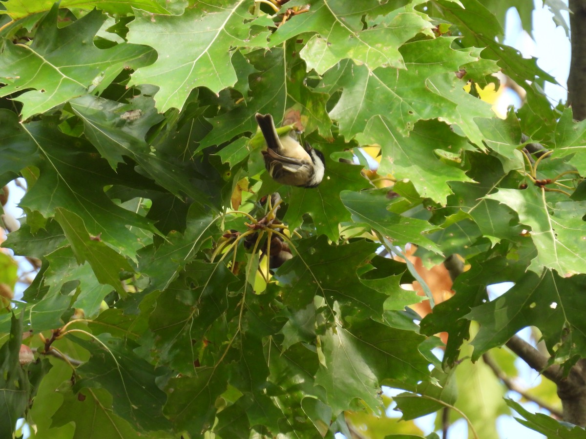 Carolina/Black-capped Chickadee - ML624089811