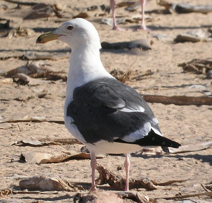 Western Gull - ML624089815