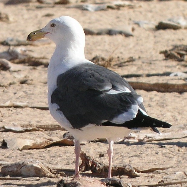 Western Gull - ML624089816