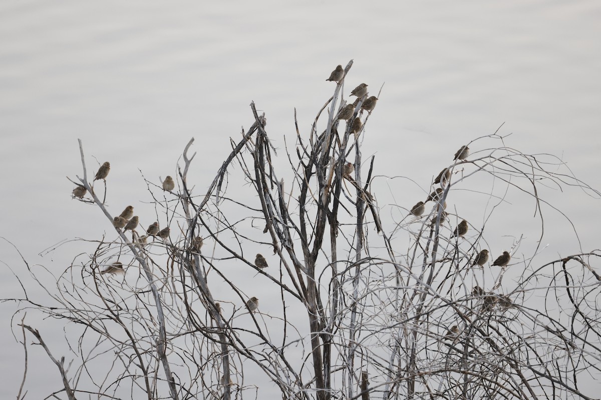 Southern Red Bishop - ML624089869