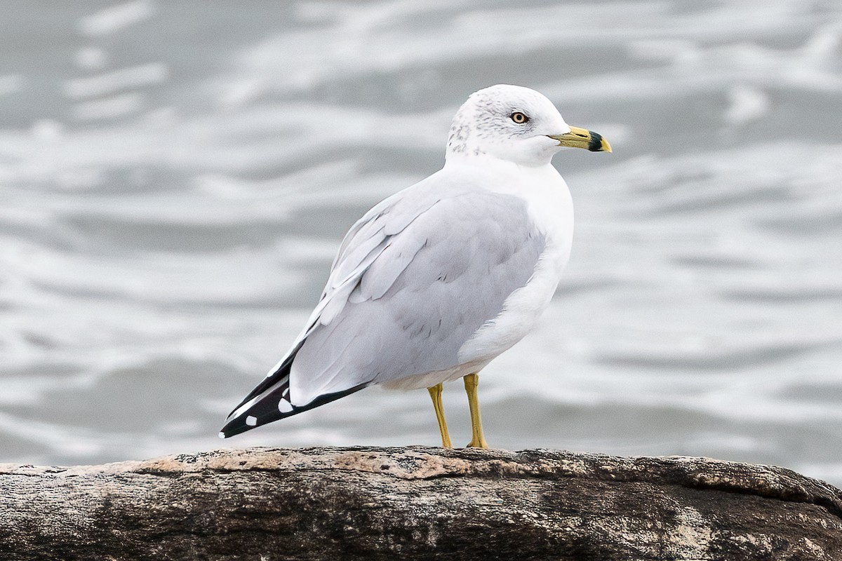 Ring-billed Gull - ML624089871