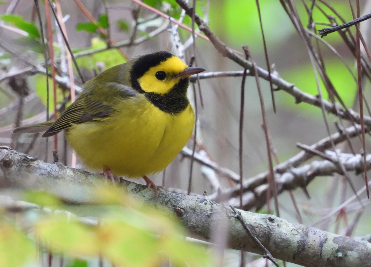 Hooded Warbler - ML624089874