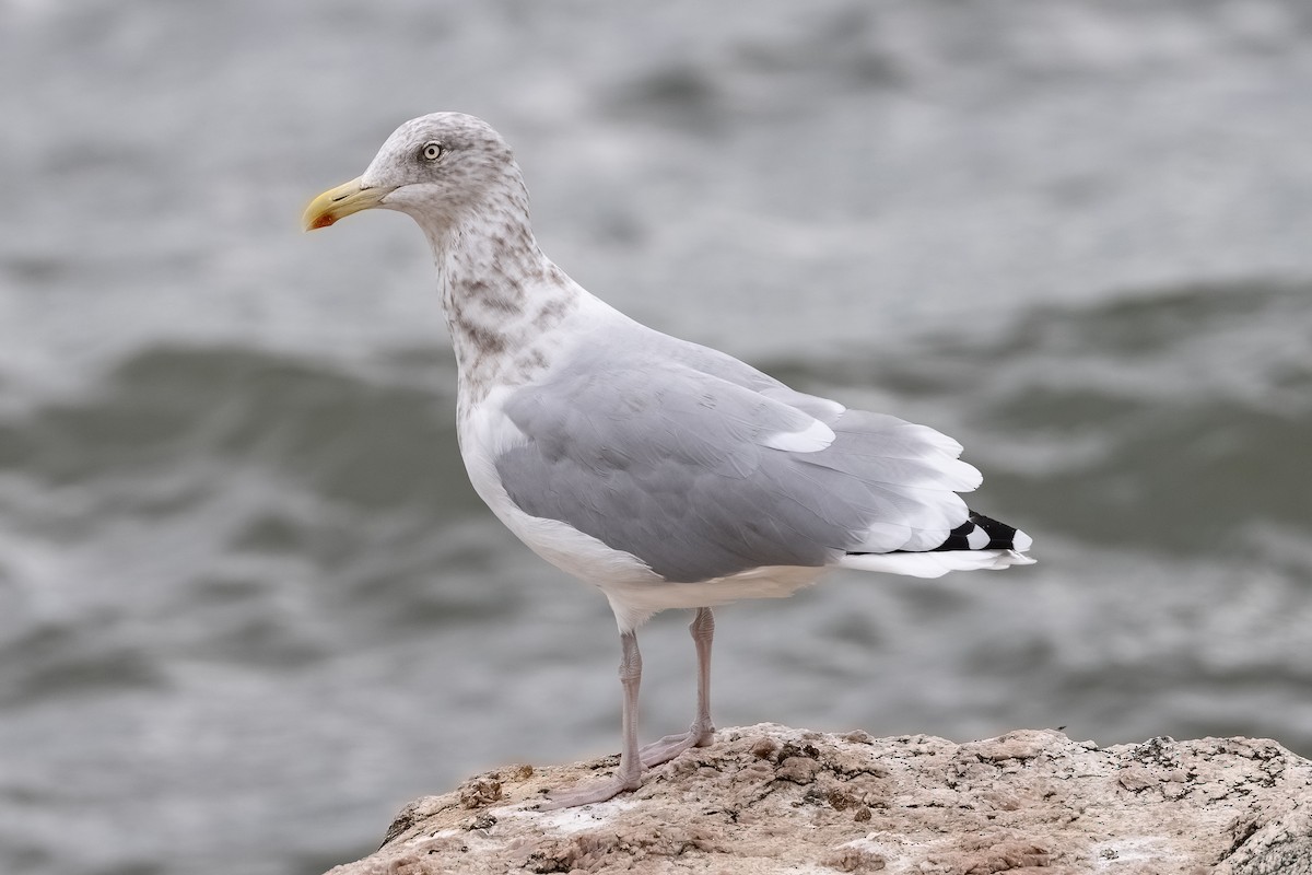 Herring Gull - ML624089881