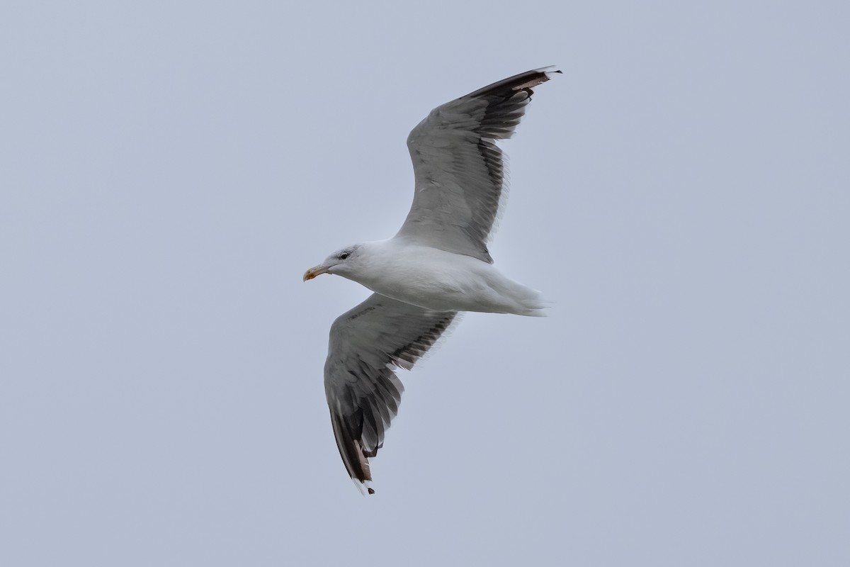 Great Black-backed Gull - ML624089888