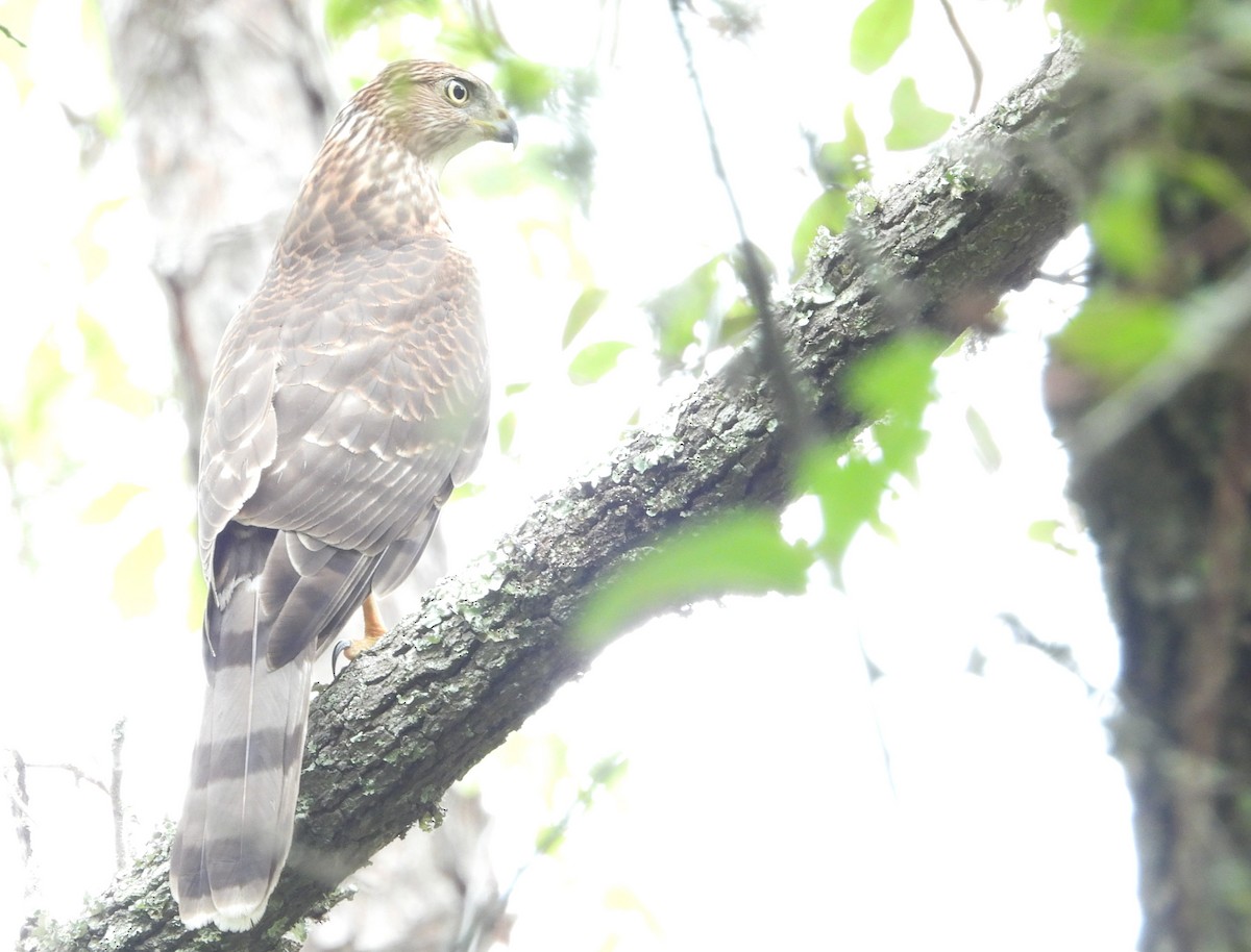 Cooper's Hawk - ML624089907