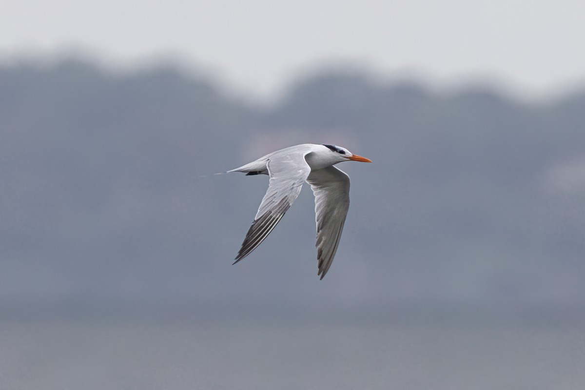 Royal Tern - ML624089913