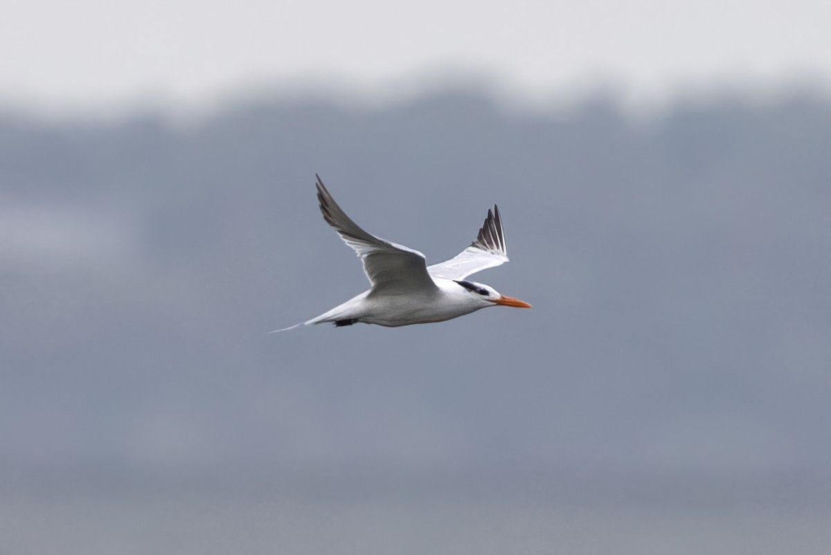 Royal Tern - ML624089914