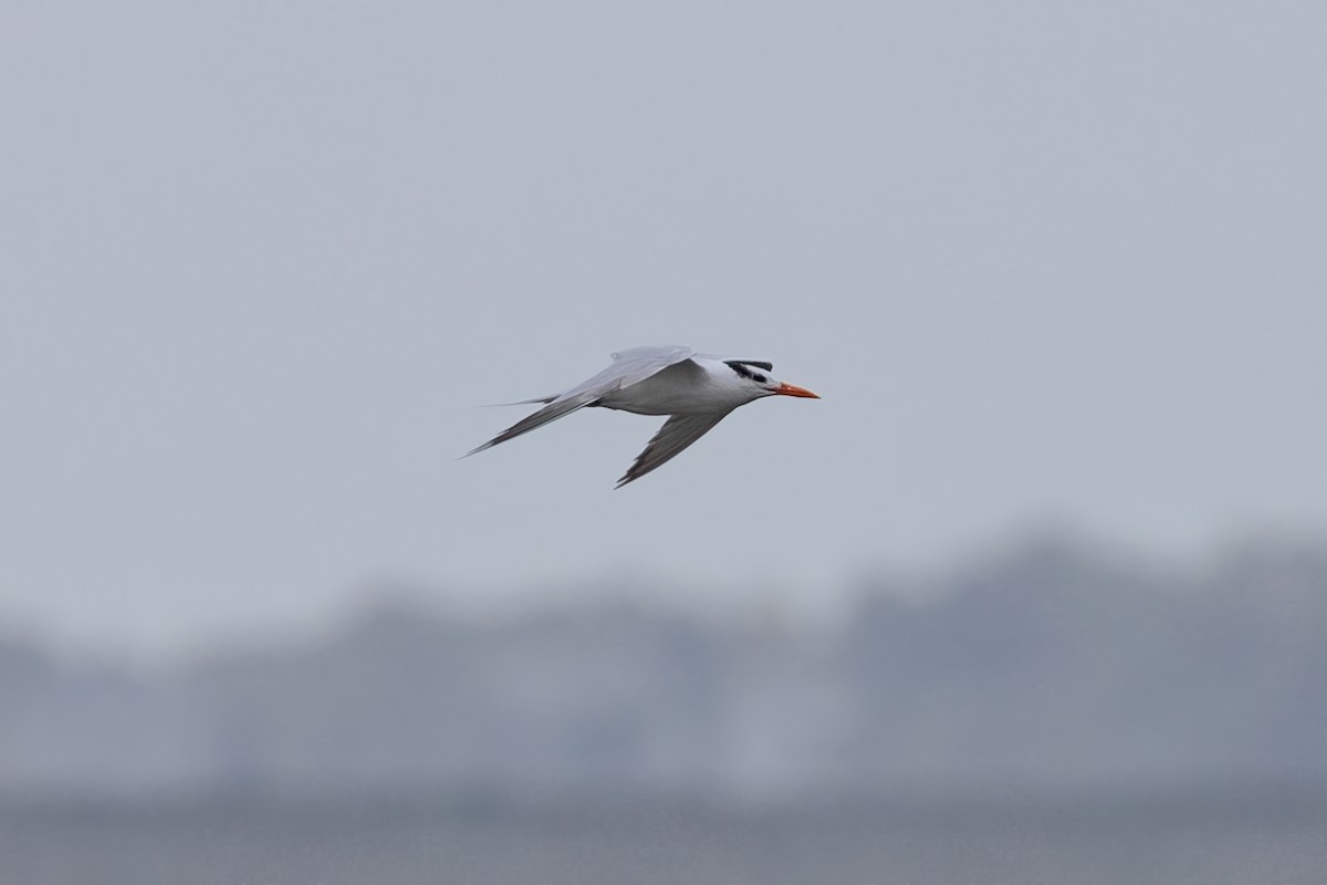 Royal Tern - ML624089915