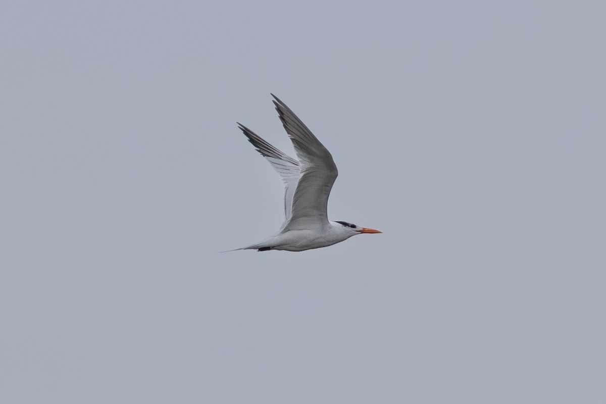 Royal Tern - ML624089939