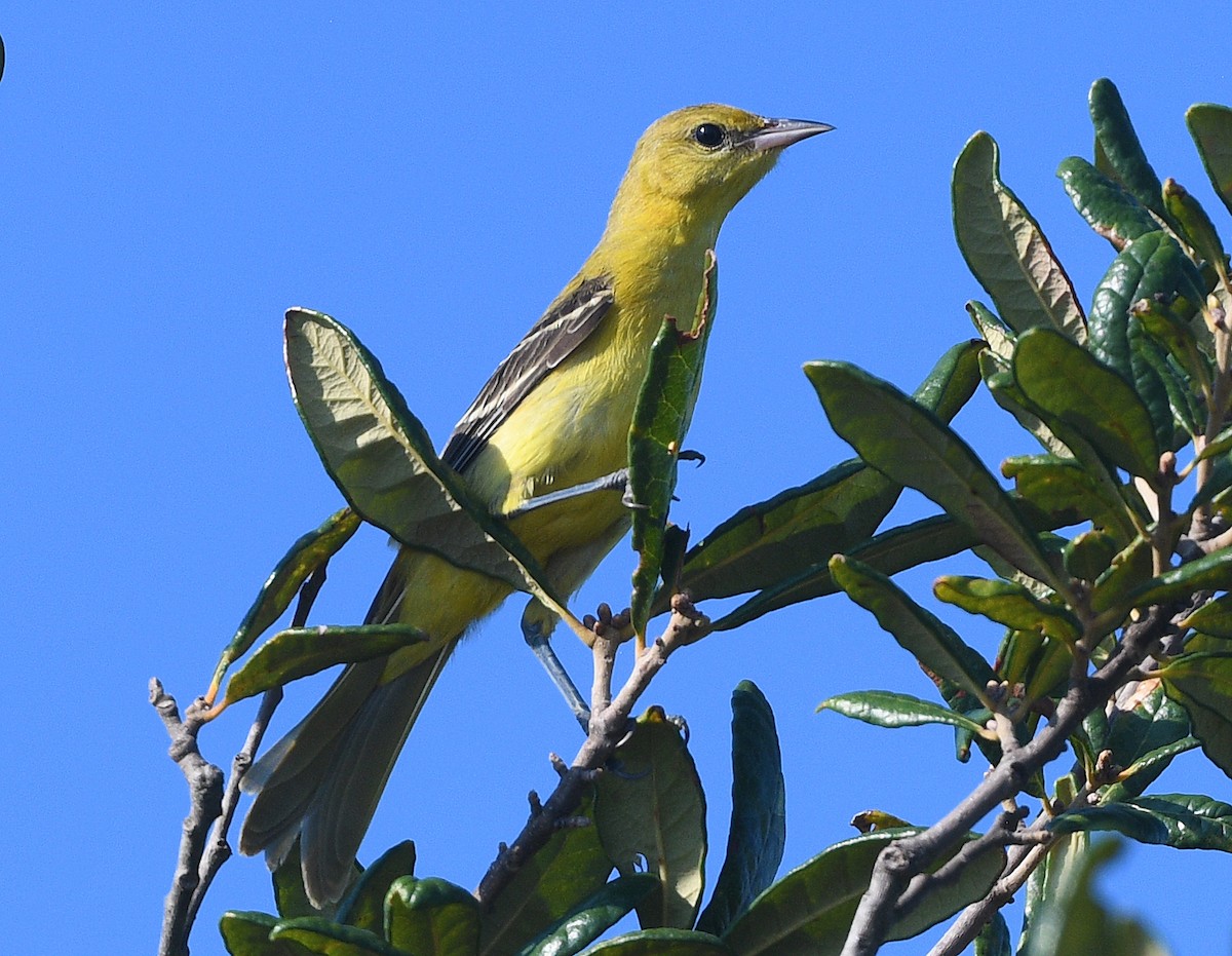 Oriole de Baltimore - ML624089970