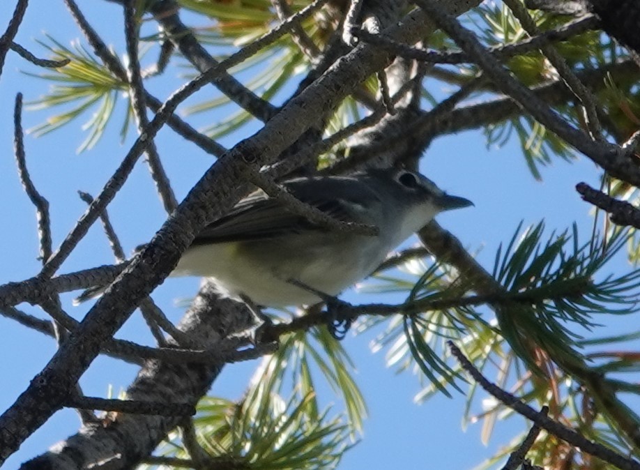 Plumbeous Vireo - ML624089988