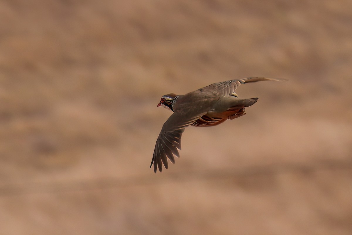 Red-legged Partridge - ML624090044