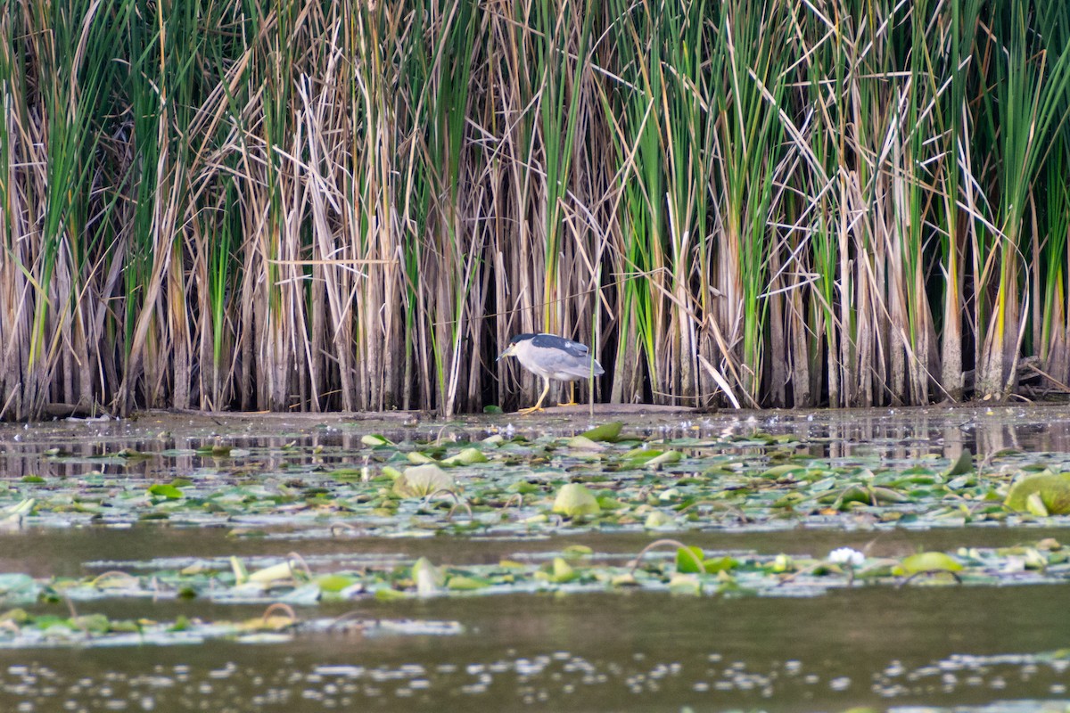 Black-crowned Night Heron - ML624090067