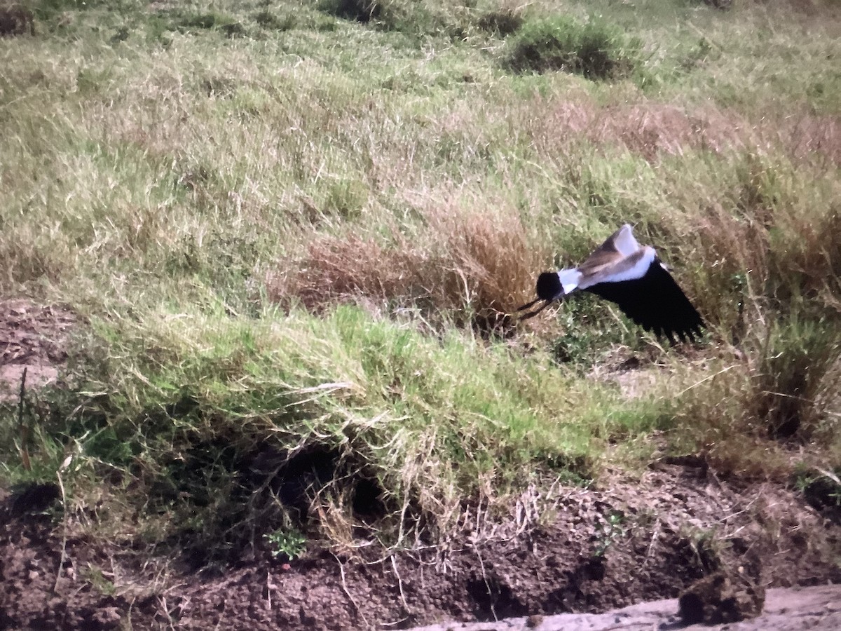 Spur-winged Lapwing - Kavi and Medha Doobay