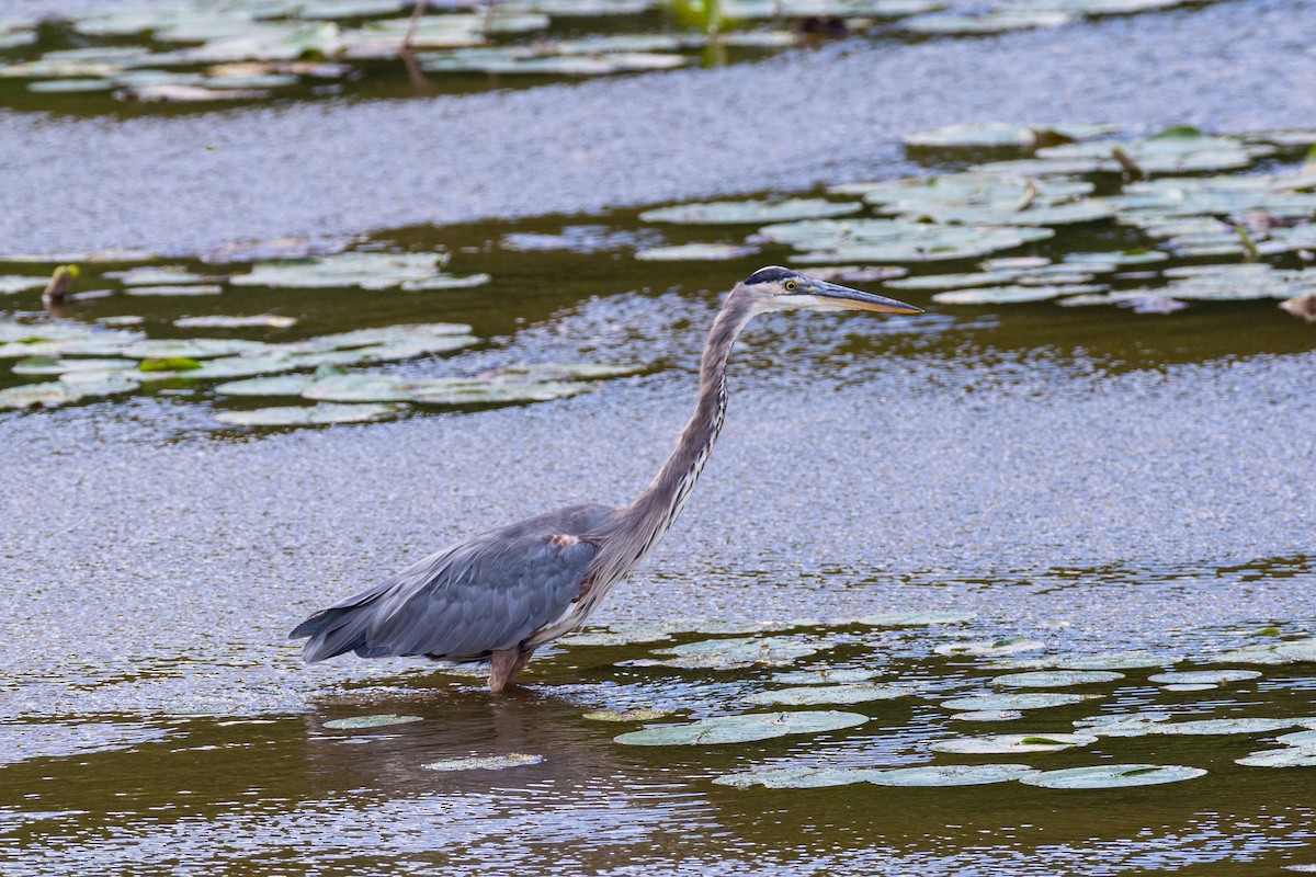 Great Blue Heron - ML624090076