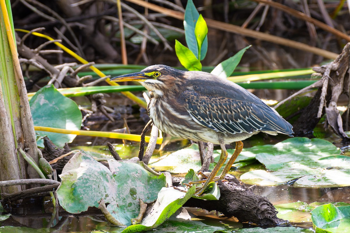 Green Heron - ML624090085