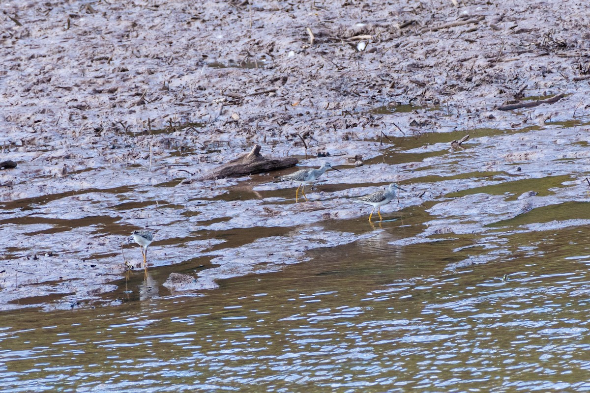 Lesser Yellowlegs - ML624090092