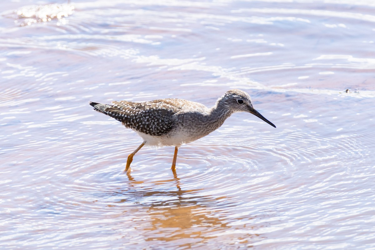 Lesser Yellowlegs - ML624090093