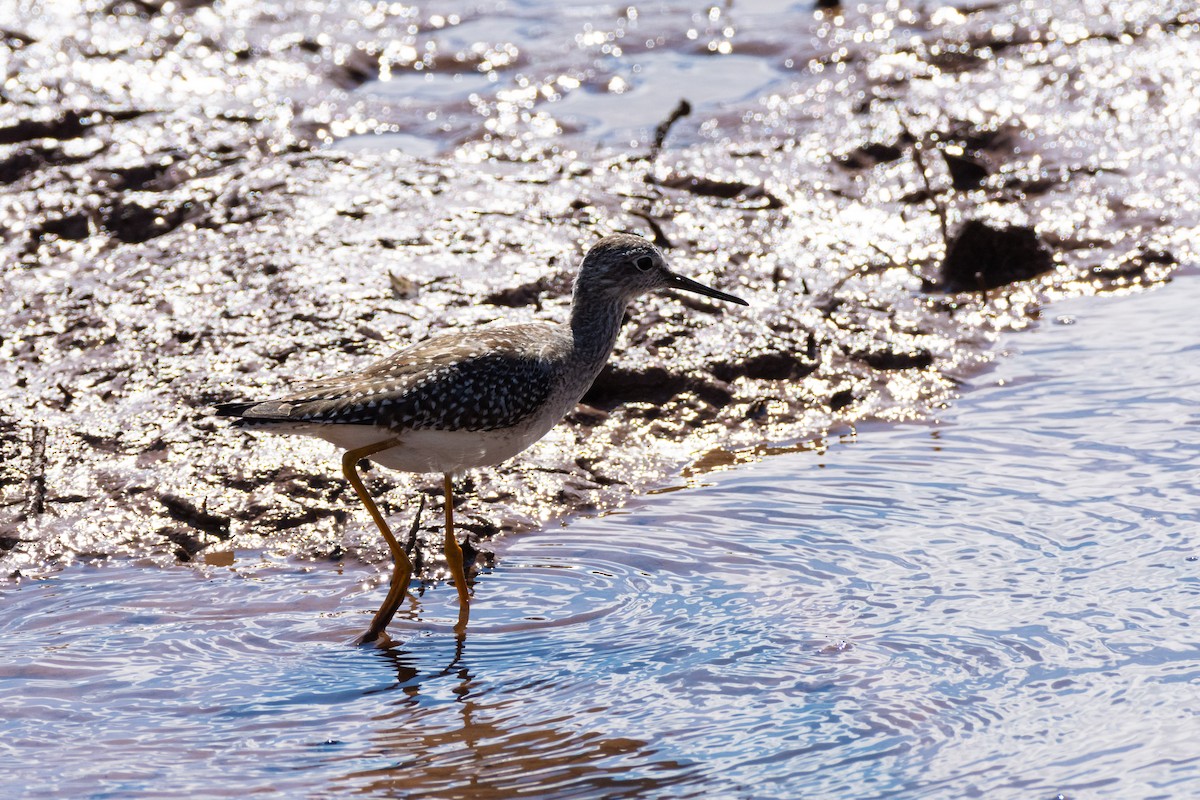 Lesser Yellowlegs - ML624090094