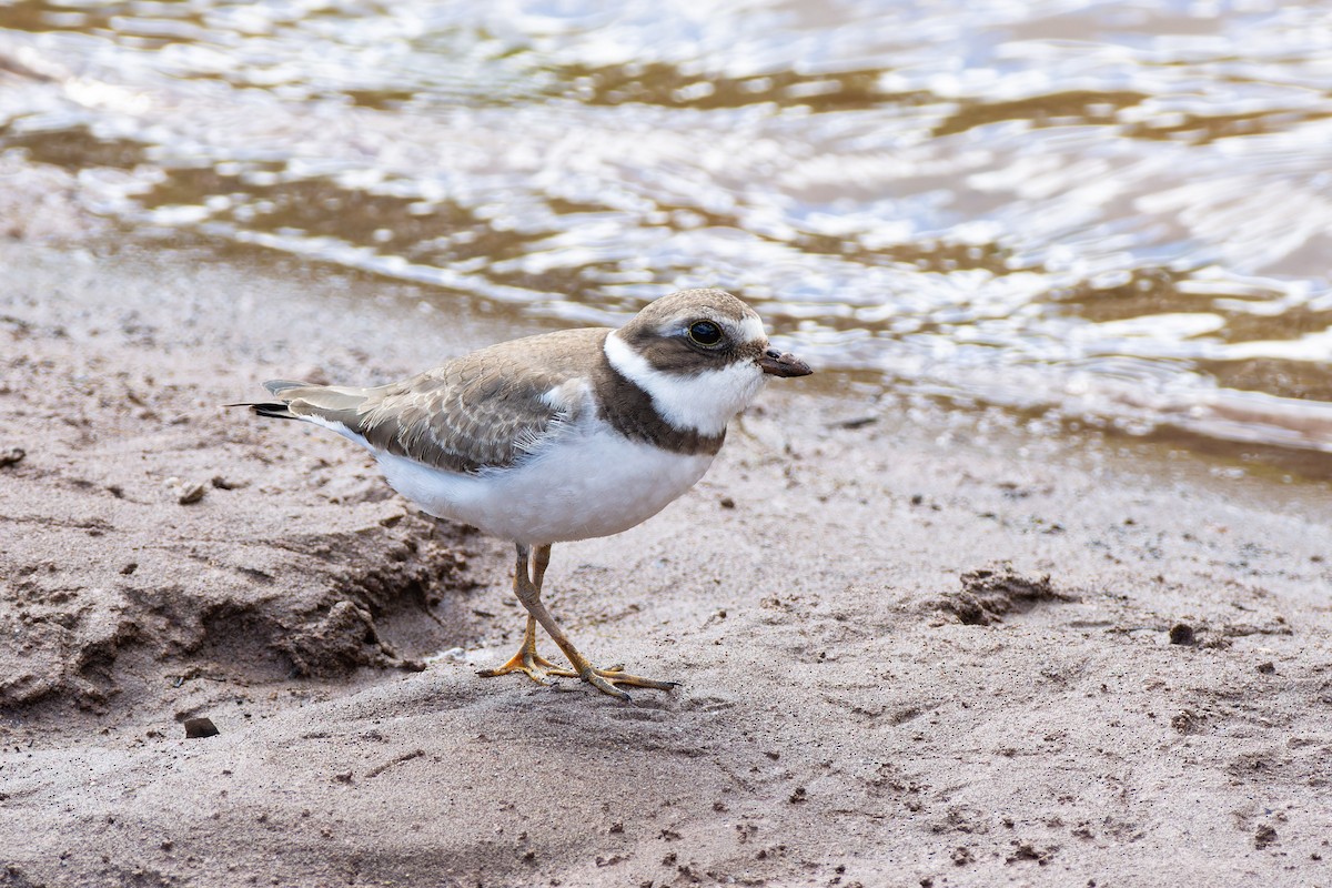 Semipalmated Plover - ML624090098