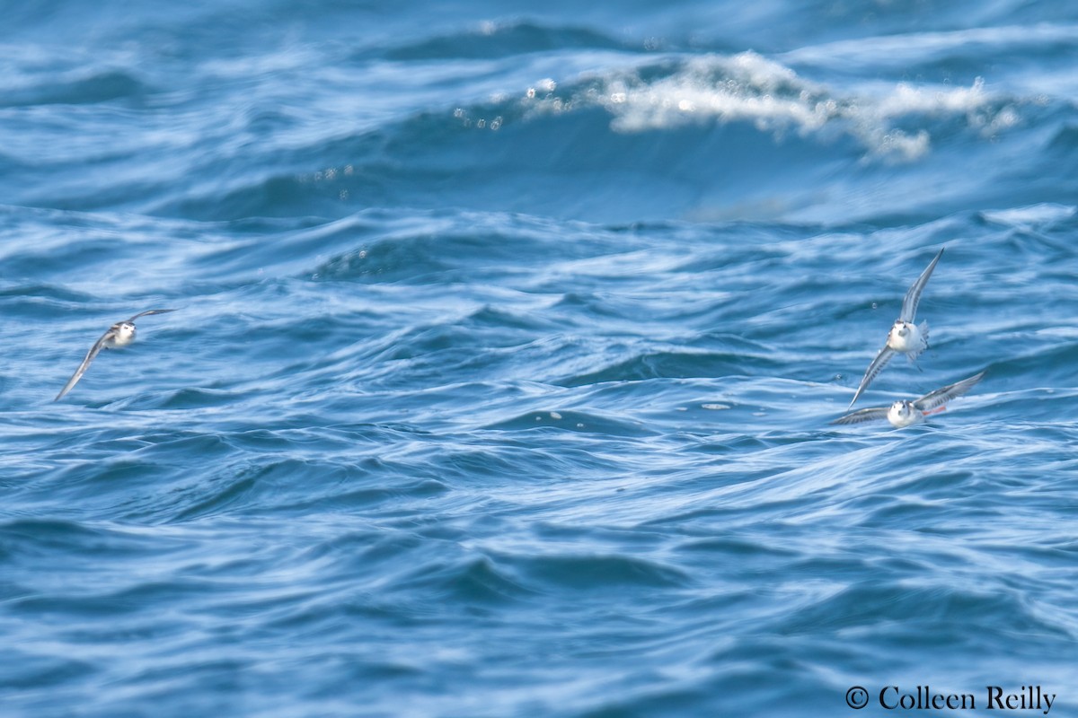 Red/Red-necked Phalarope - ML624090102