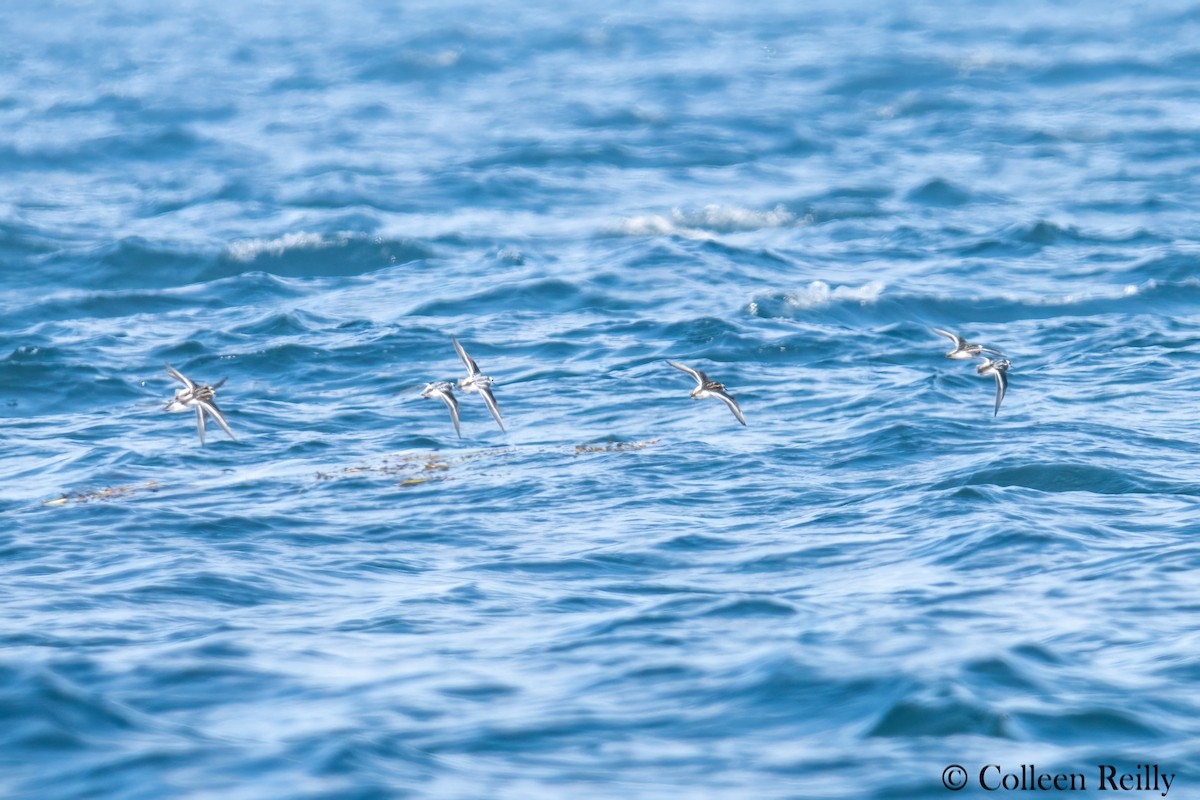 Red/Red-necked Phalarope - ML624090103
