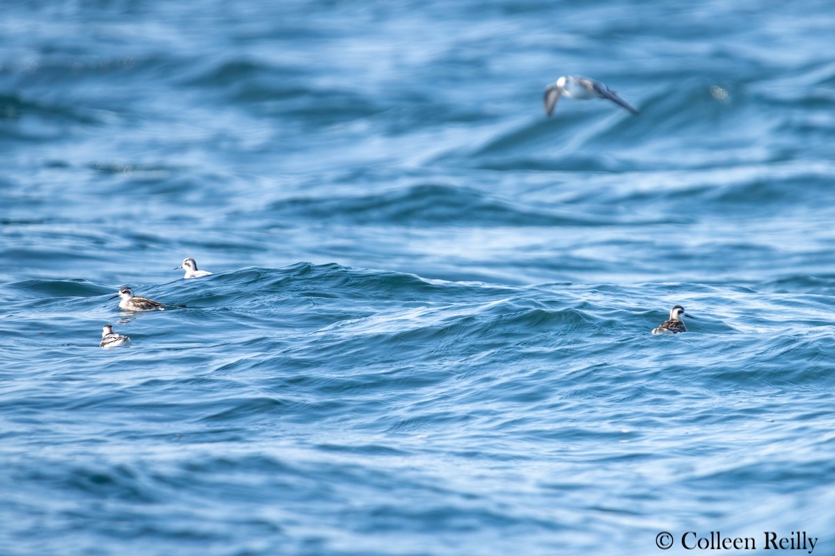 Red/Red-necked Phalarope - ML624090104