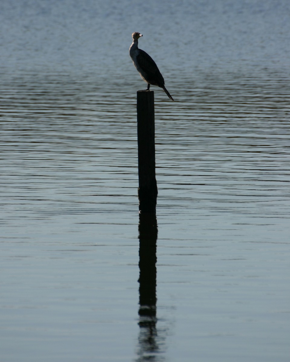 Double-crested Cormorant - ML624090110